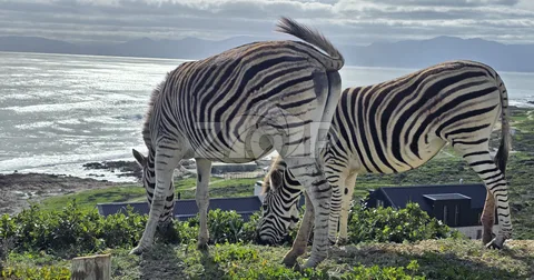 Romansbaai